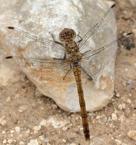 Sympetrum striolatum